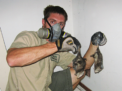 Free Dead Animal Removal in Jacksonville Florida, Duval County FL